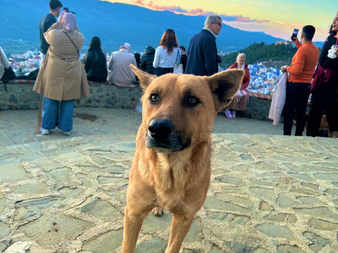 Bouzafer Mosque-舍夫沙万必去景点