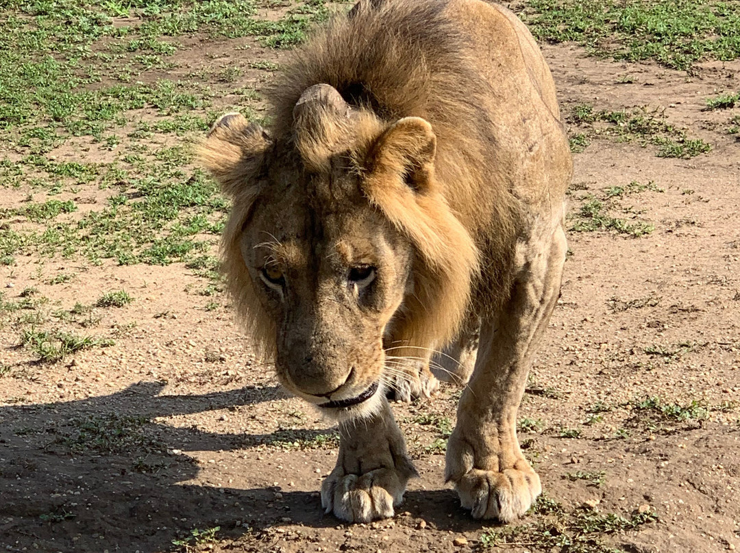 Standard Safaris-坎帕拉必去景点