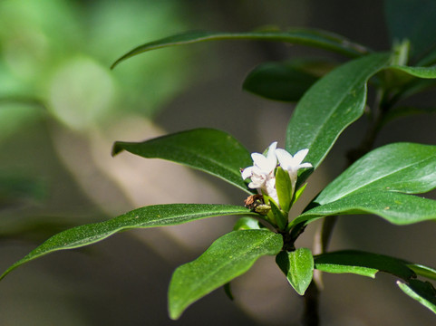 Rishikesh Day Tour-里希克虚必去景点