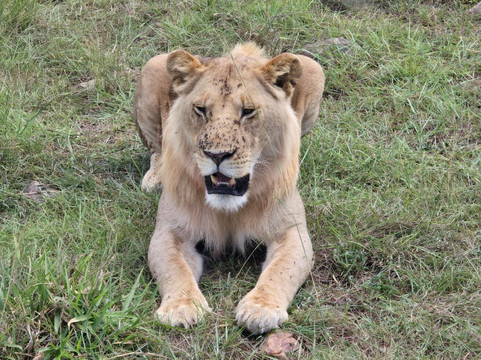 Banok Safaris-内罗毕必去景点