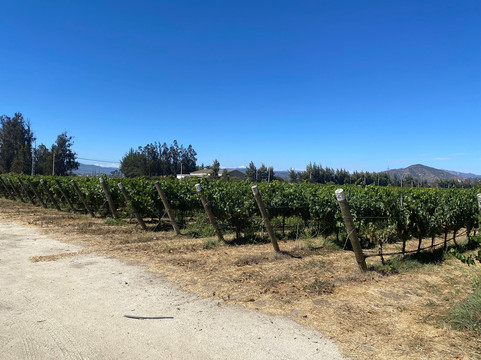 Casas del Bosque-卡萨布兰卡必去景点