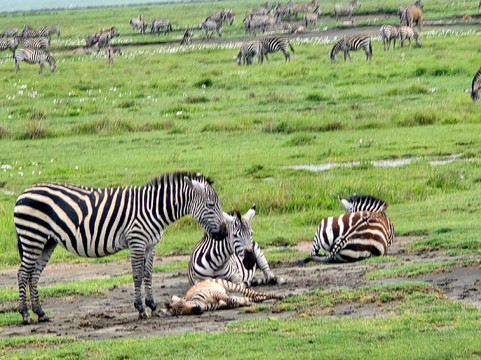 NICE ADVENTURE SAFARI-Dar es Salaam必去景点