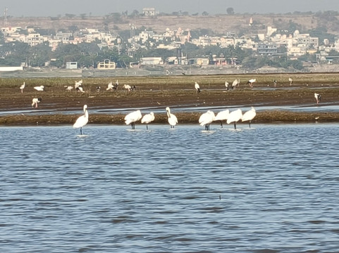 Bhigwan Bird Sanctuary-Baramati必去景点