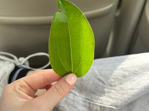 D.S Tours Day Tours-尼甘布必去景点