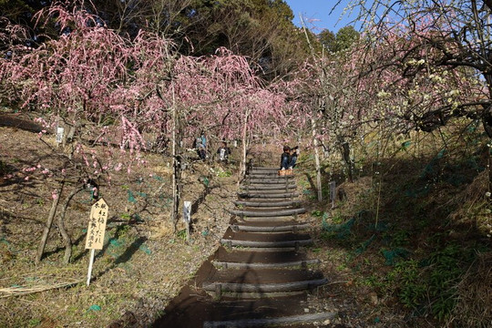Oagata Shrine-犬山市必去景点