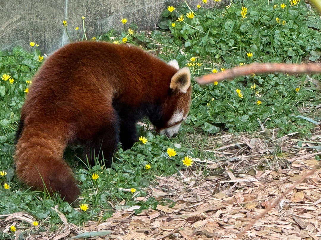 Parc Animalier et Botanique de Branféré-Le Guerno必去景点