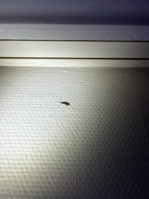 Jaumann's Südwind Sylt主图