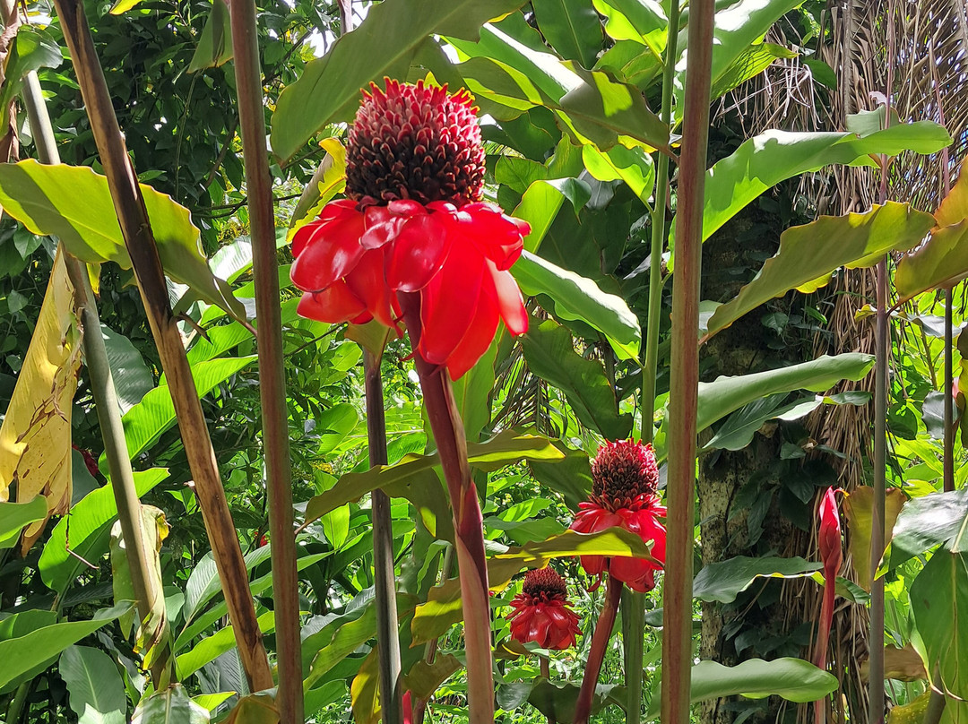 Jardin des Parfums et des Epices-Saint-Philippe必去景点