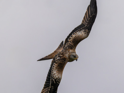 Argaty Red Kites-Doune必去景点