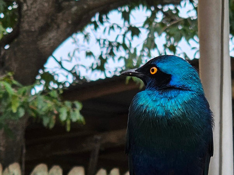 Mthunzi Safari And Transfers-雾观必去景点