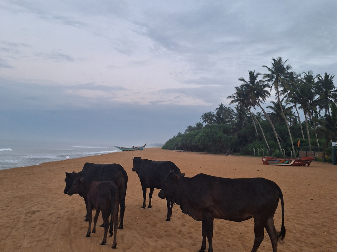 Roman Life Ayurveda Resort主图