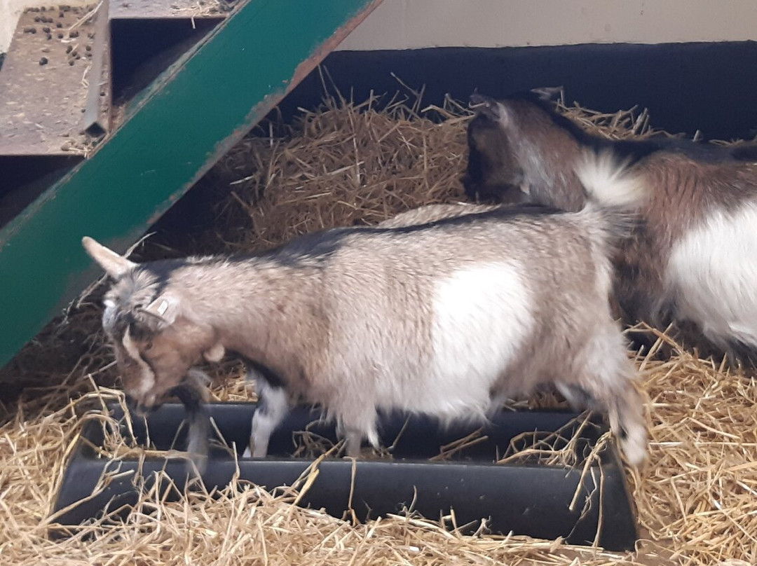 Rare Breeds Centre-Woodchurch必去景点