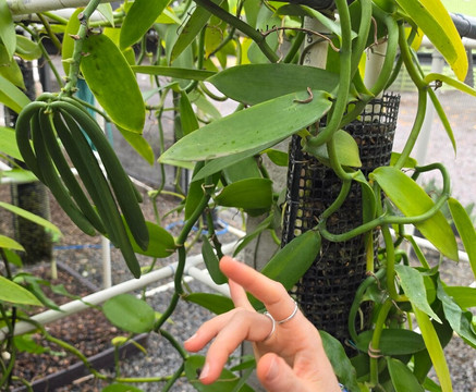 The Vanillerie-凯鲁瓦-柯纳必去景点