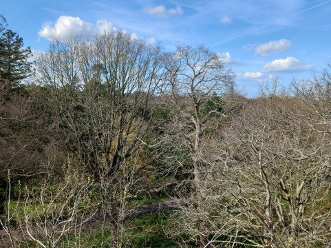 Treetop Walkway-Richmond必去景点