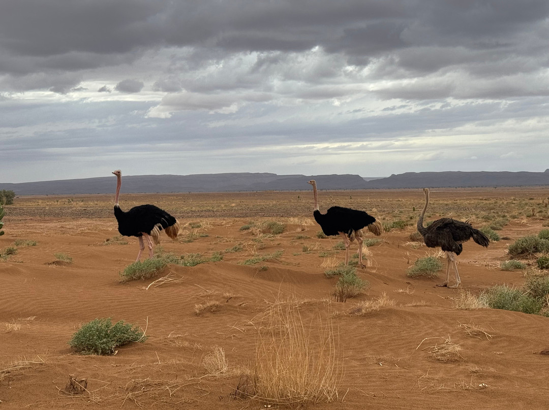 Zagora Desert Travel-扎古拉必去景点