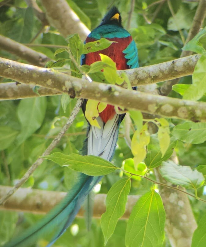 Ave Nativa Birding Tours Costa Rica-爱雷迪雅必去景点