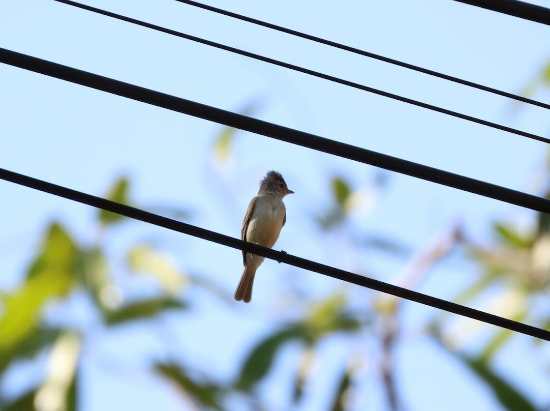 Ave Nativa Birding Tours Costa Rica-爱雷迪雅必去景点