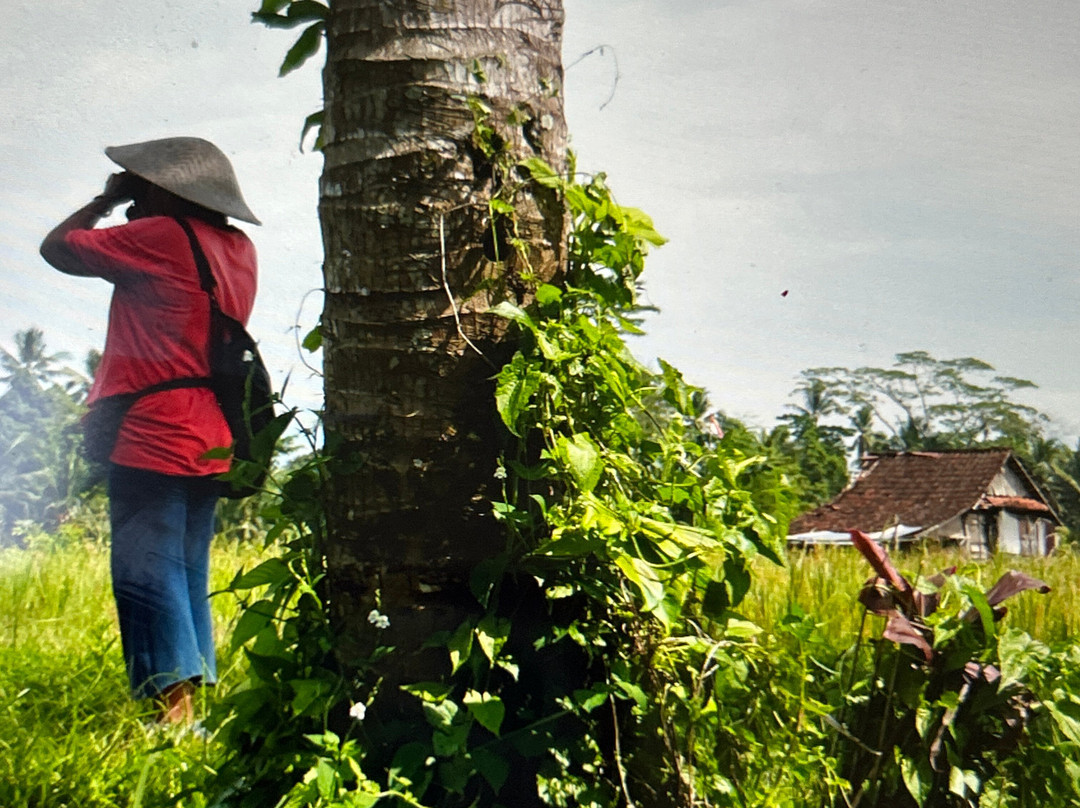 Bali Bird Walks-乌布必去景点