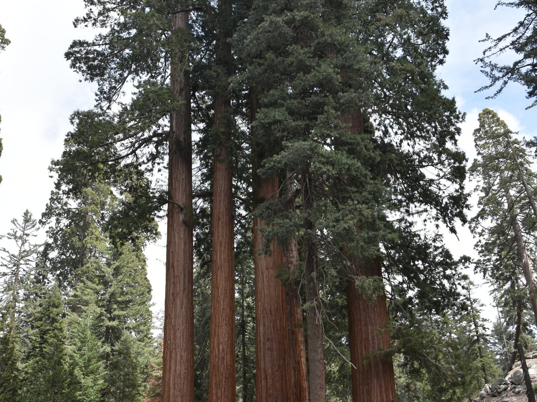 Grant Grove-红杉&国王峡谷国家公园必去景点