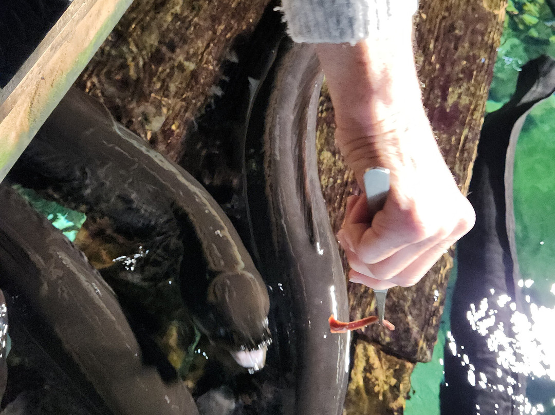 国家奇兽中心-霍基蒂卡必去景点