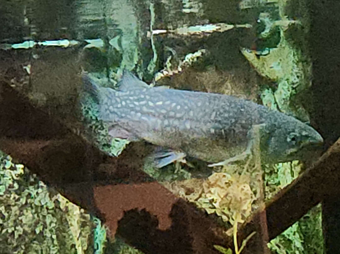 国家奇兽中心-霍基蒂卡必去景点