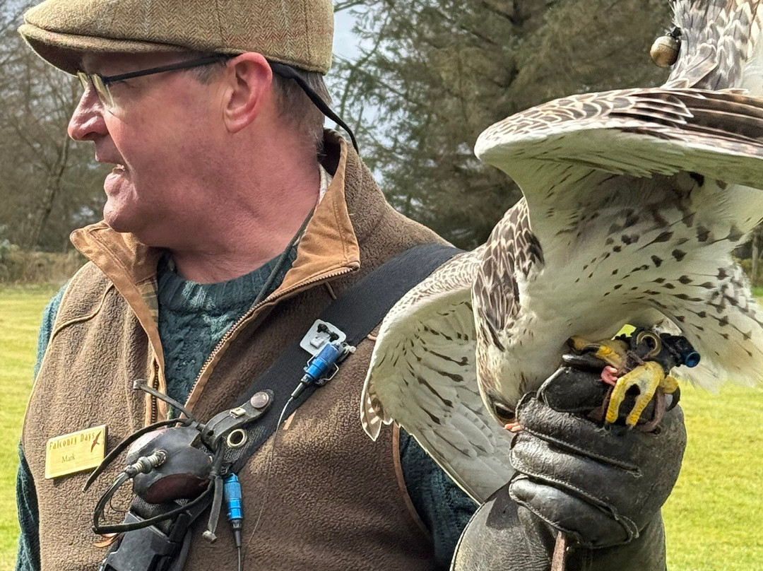 Falconry Days-赫克瑟姆必去景点