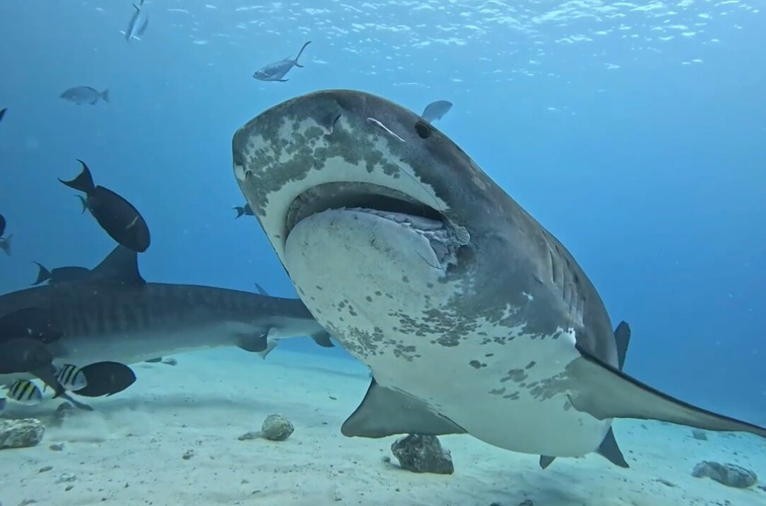 Pelagic Divers Fuvahmulah-Fuvahmulah必去景点