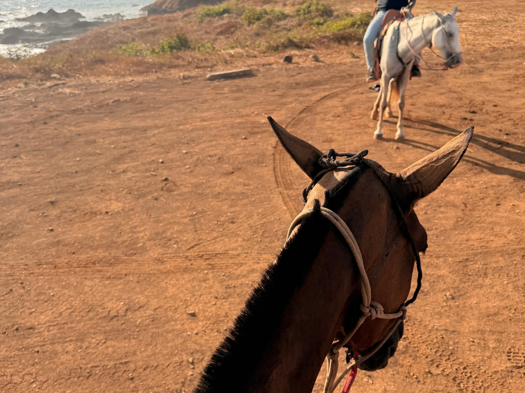 Guti Tours-Playa Avellanas必去景点