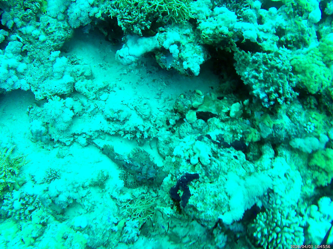 Sunshine Divers Mary & Klaus-沙姆沙伊赫必去景点