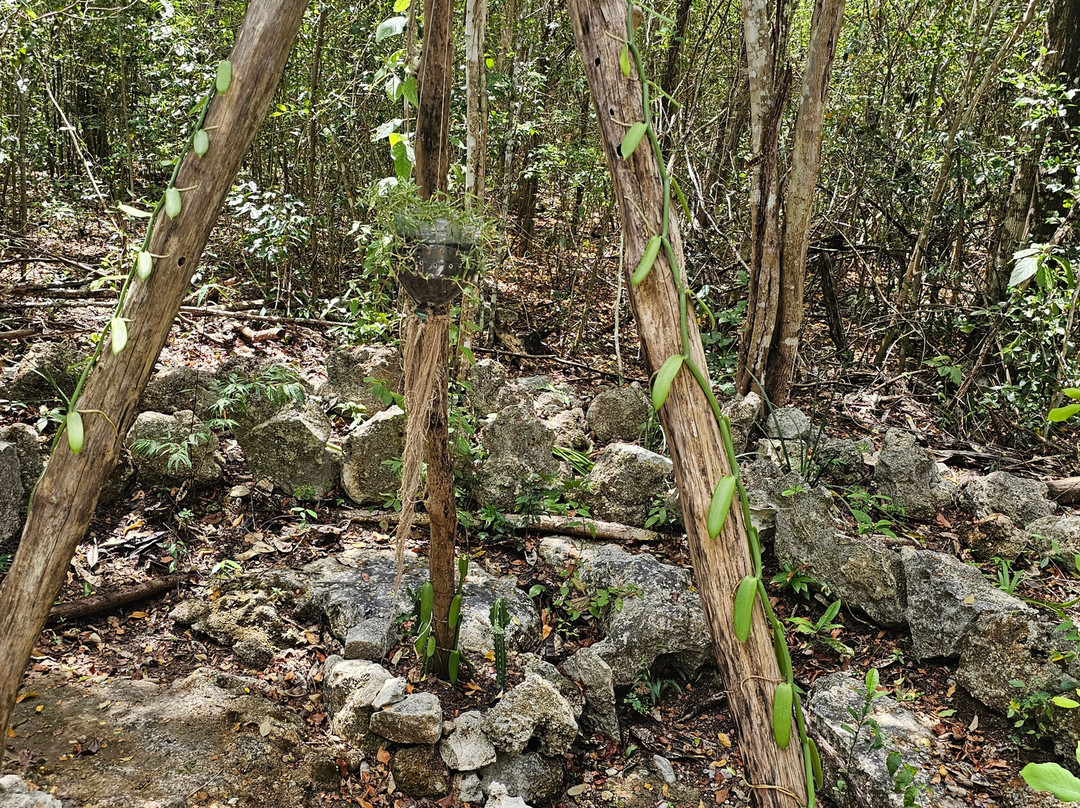 Mayan Bee Sanctuary-San Miguel de Cozumel必去景点