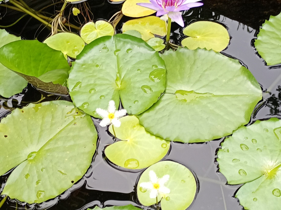 Jardin Botanique de Valombreuse-Petit-Bourg必去景点