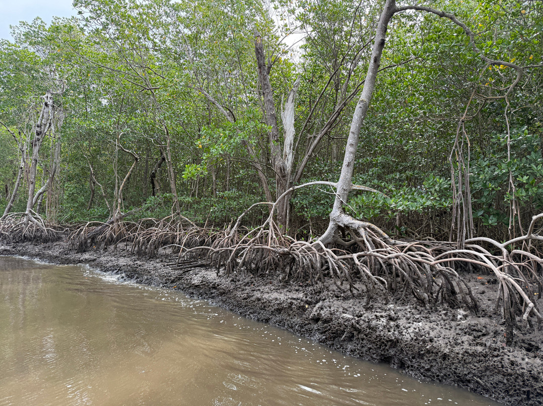 Everglades City Airboat Tours-大沼泽地必去景点