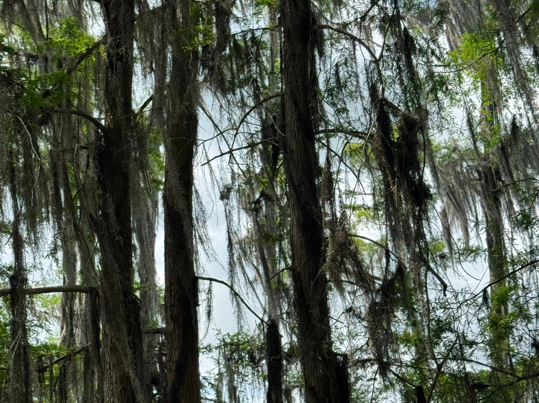 Cajun Country Swamp Tours-布里奥克斯桥必去景点