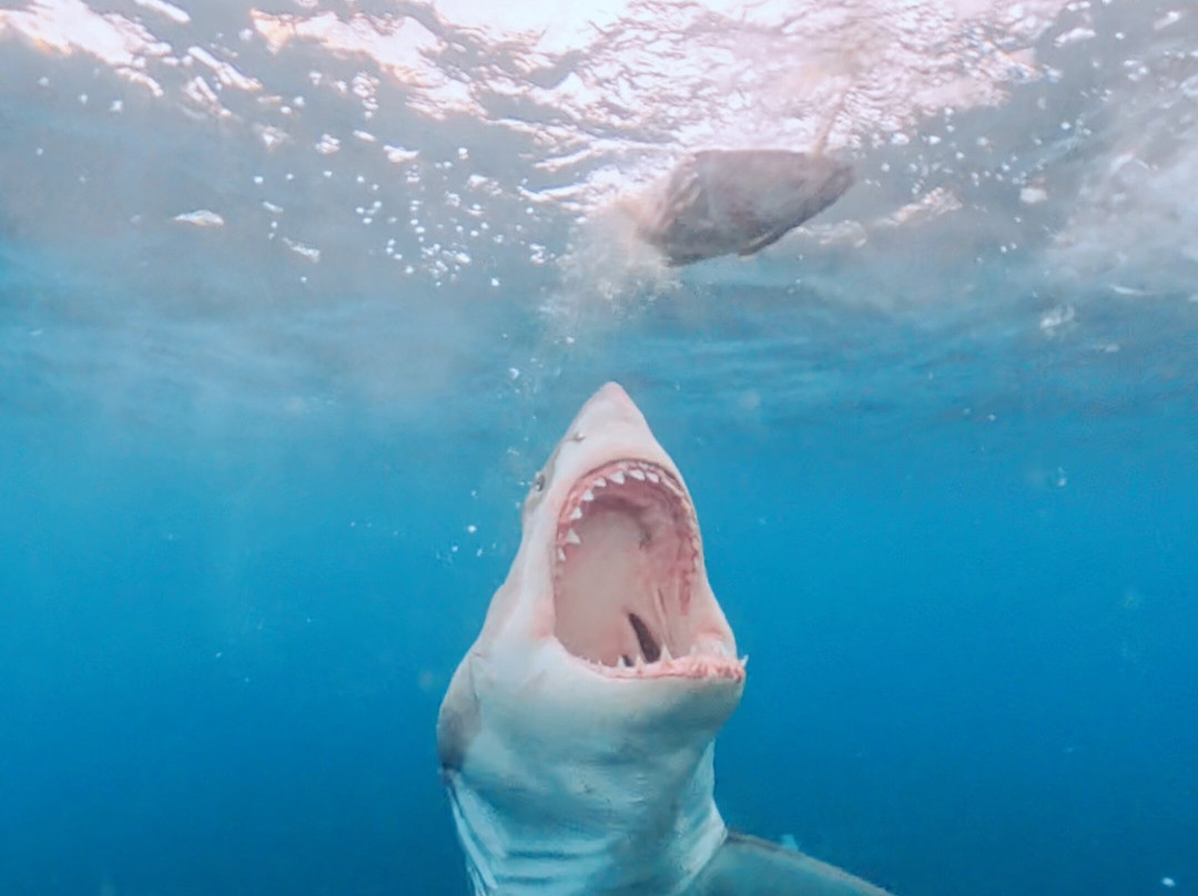 Shark Experience-布拉夫必去景点