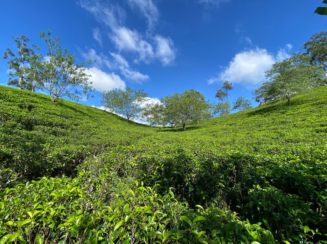 Riu Lanka Tours (PvT) Ltd-亚洪加拉必去景点
