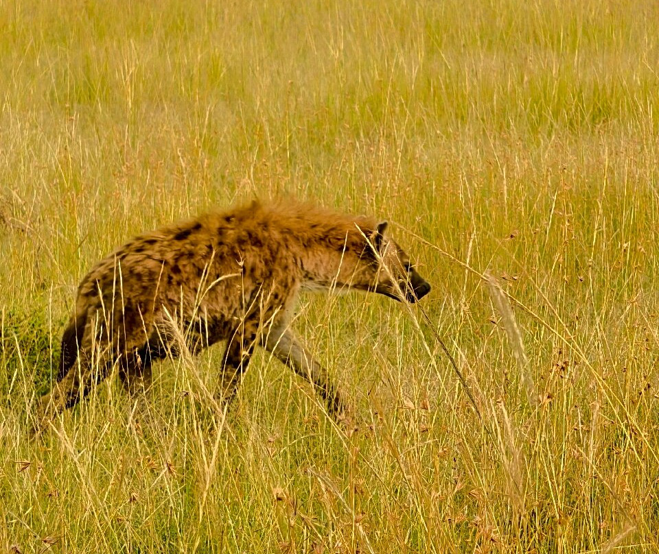 Tazama Africa Holidays-内罗毕必去景点