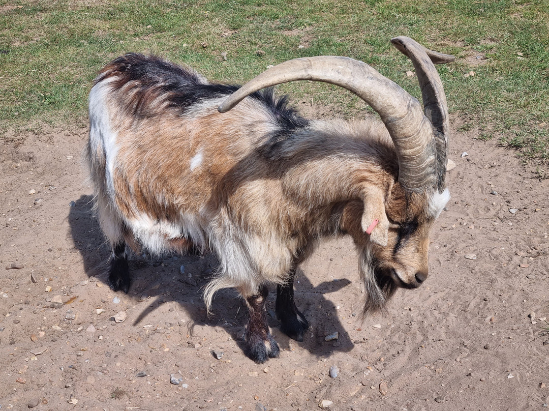 Hillside Shire Horse Sanctuary-West Runton必去景点