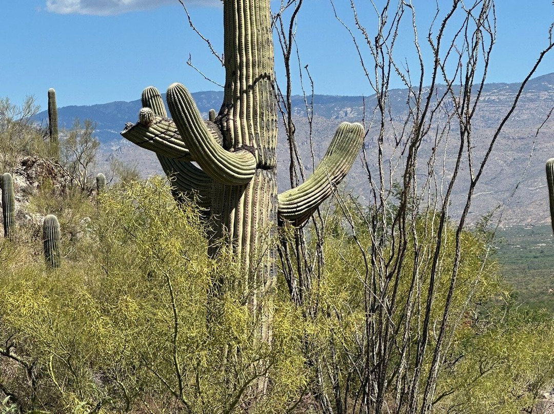 Saguaro National Park-图森必去景点
