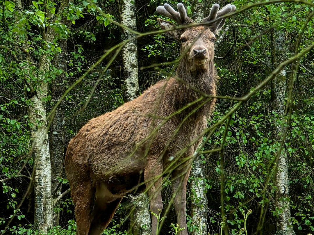 Bainloch Deer Park-Dalbeattie必去景点