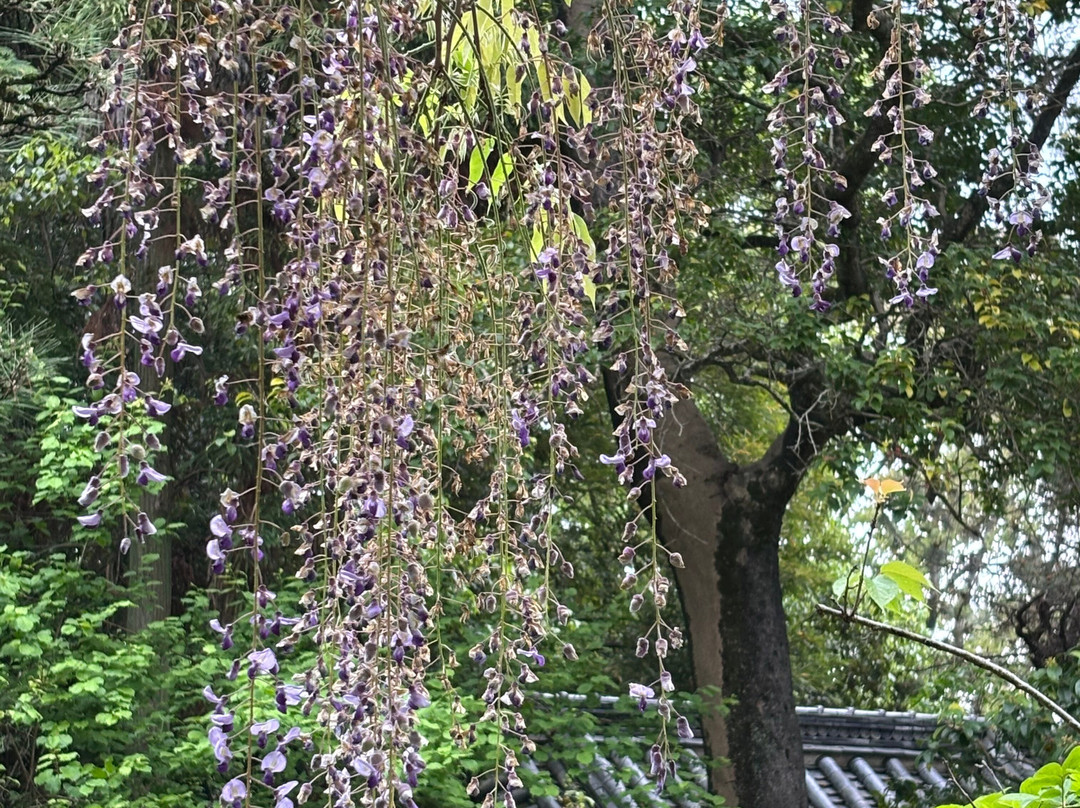Sumiyoshi Shrine-明石市必去景点