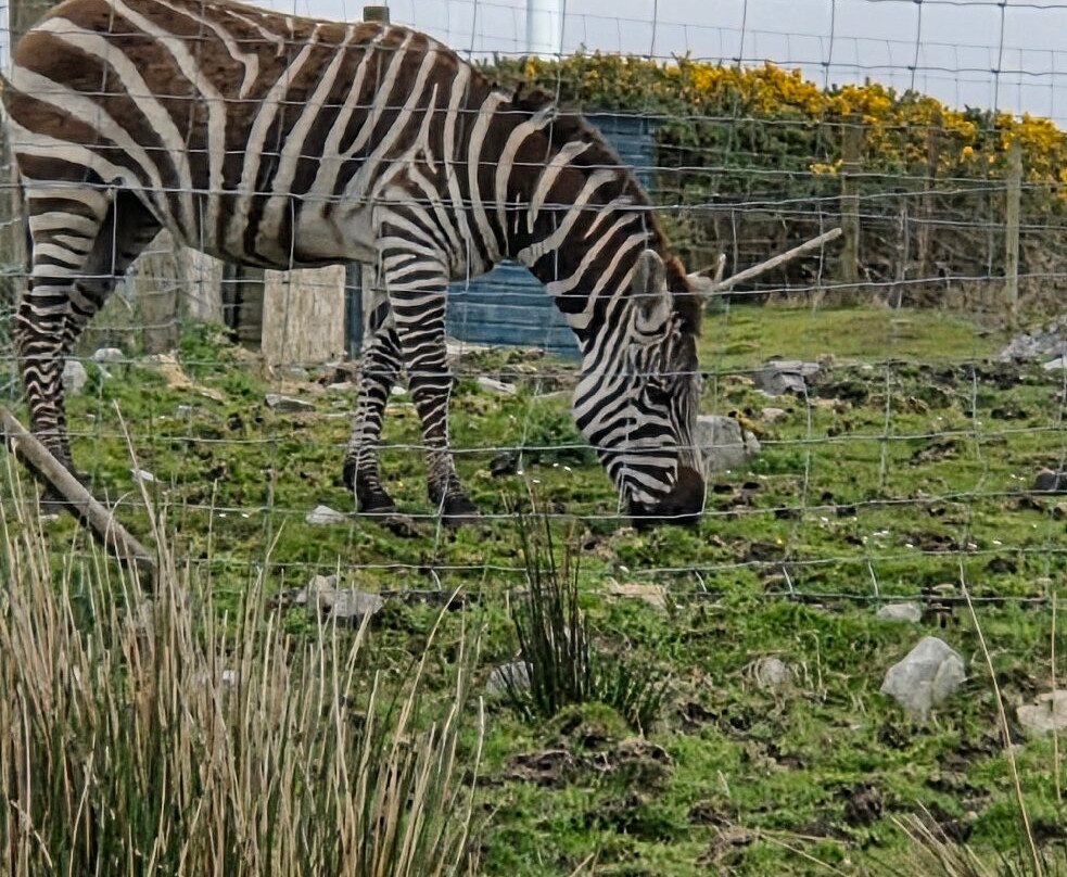 Errigal View Pet Farm-Gweedore必去景点