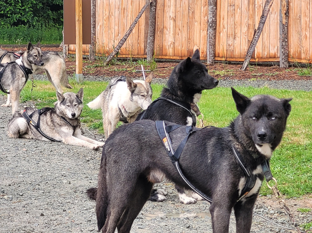 Sled Dog Ride-Saint-Symphorien必去景点