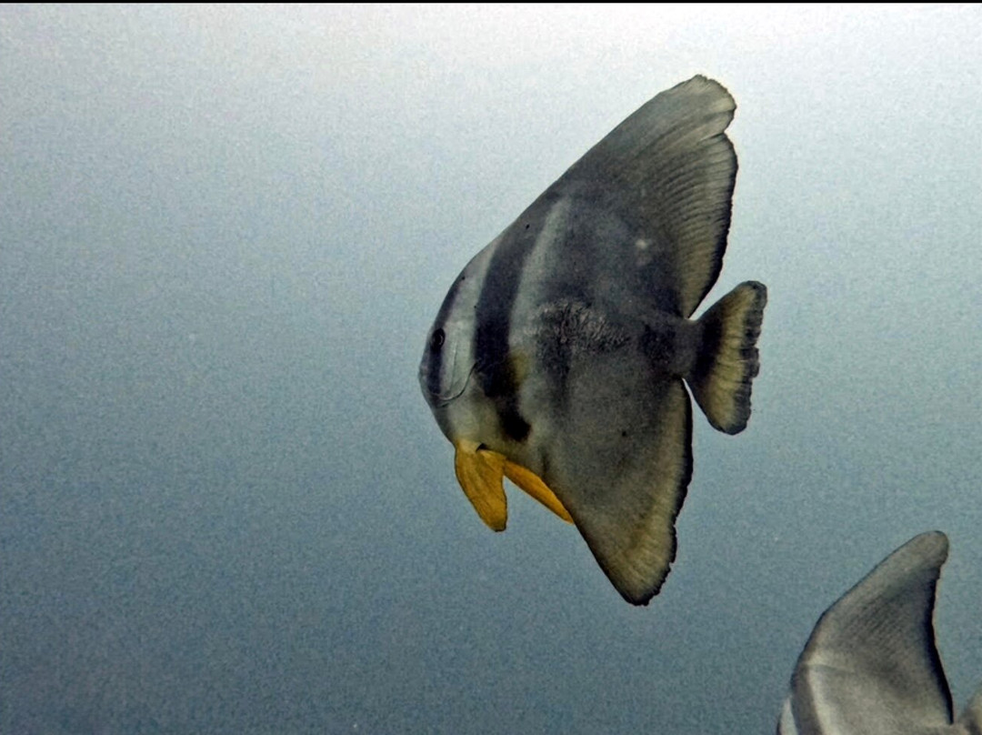 Divers Land Dive Club-Trincomalee必去景点