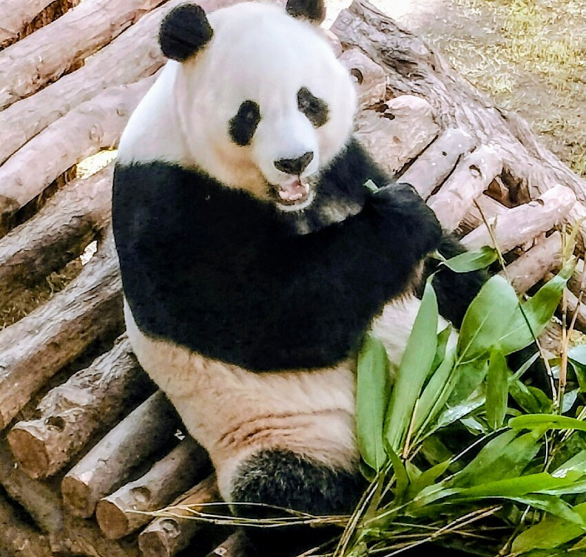 Panda House At Al Khor Park-Al Khor必去景点