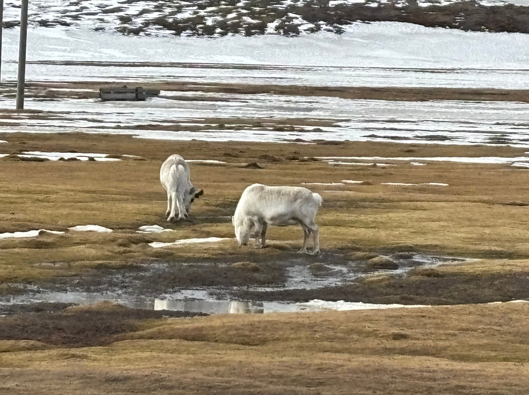 Svalbard Experts-朗伊尔城必去景点