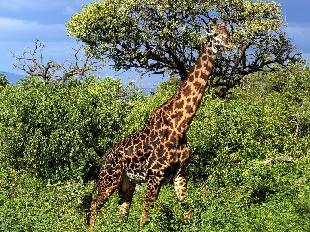 Lake Manyara-Lake Manyara National Park必去景点