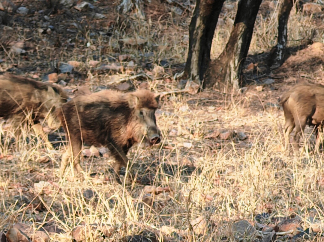Ranthambore National Park-Ranthambore National Park必去景点