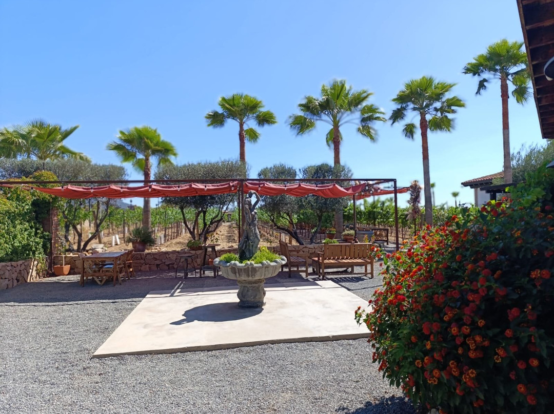 Lechuza Vineyard-Valle de Guadalupe必去景点