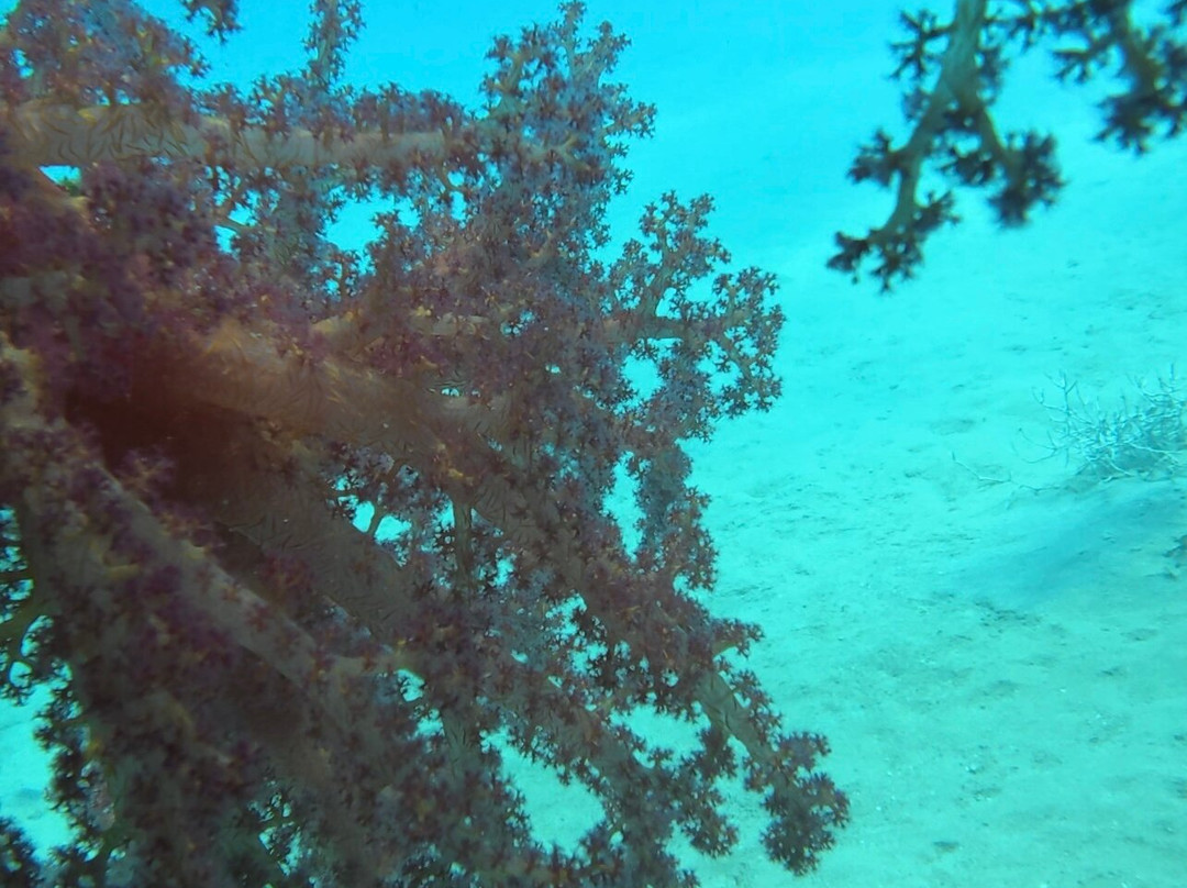 Orca Dive Club Safaga-Safaga必去景点