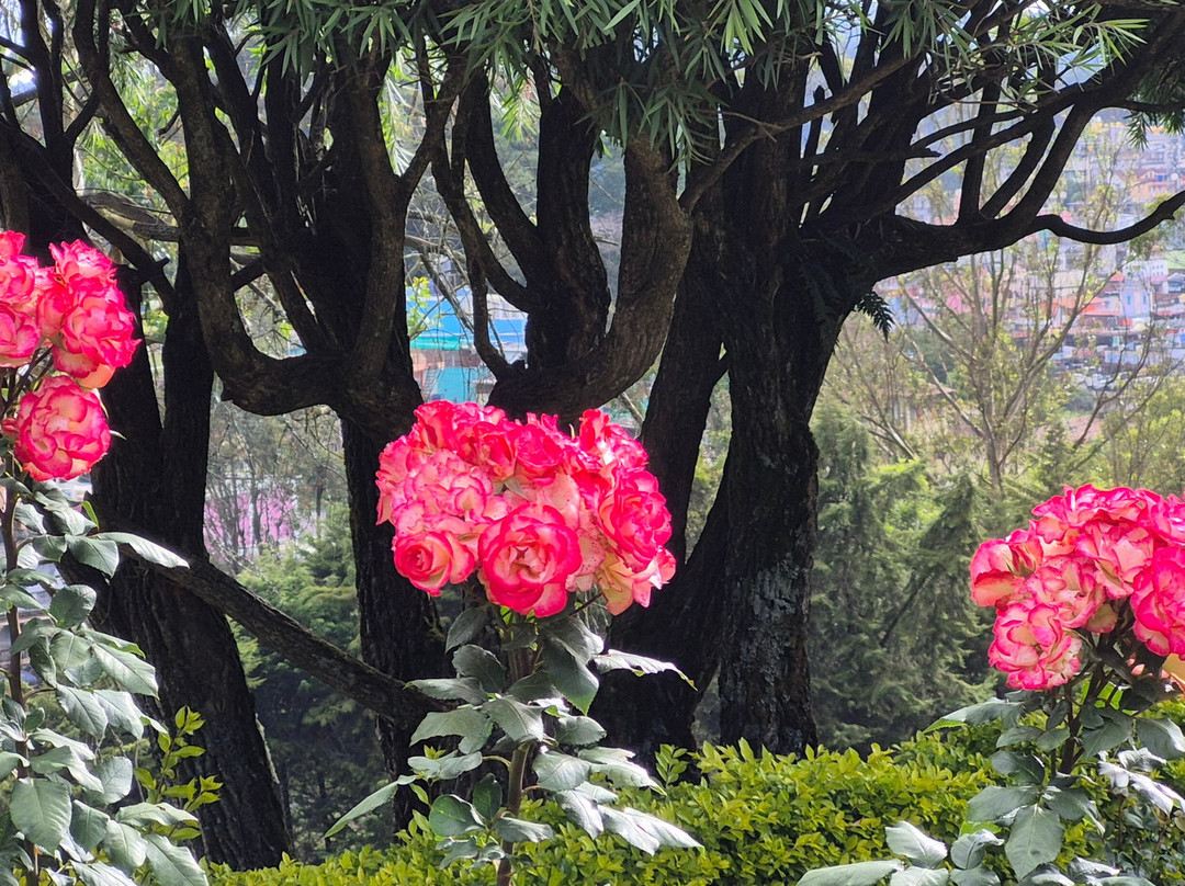Government Rose Garden-乌提必去景点